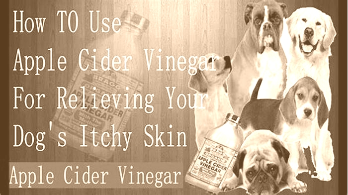 How do I stop my dog from itching with apple cider vinegar?