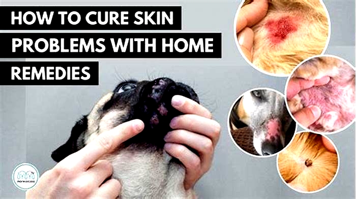 How do vets treat skin infections in dogs