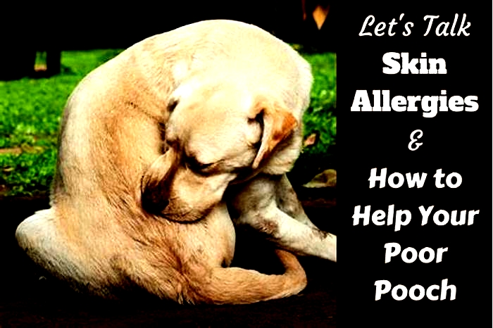 How do you fix dog skin allergies