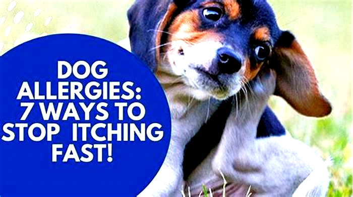 How do you get rid of dog allergies fast?