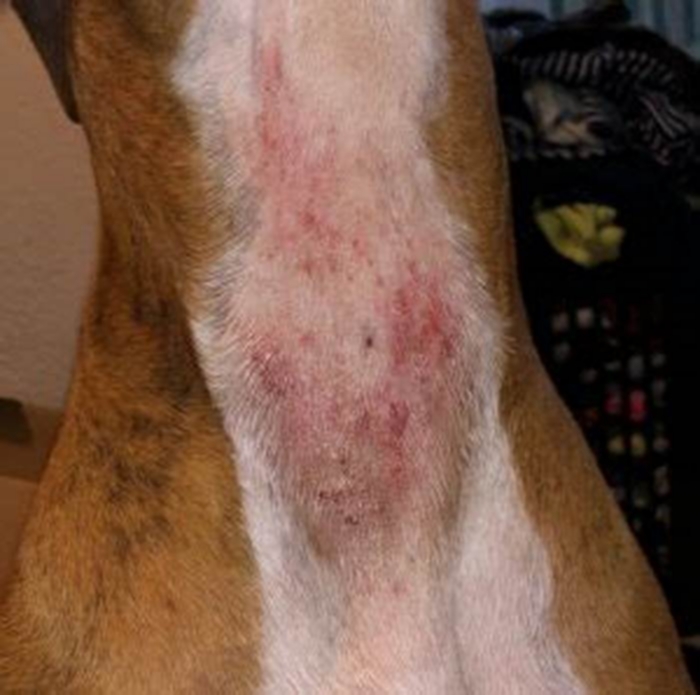 How do you get rid of moist dermatitis in dogs?