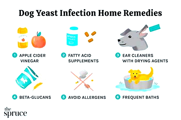 How do you get rid of yeast on a dog