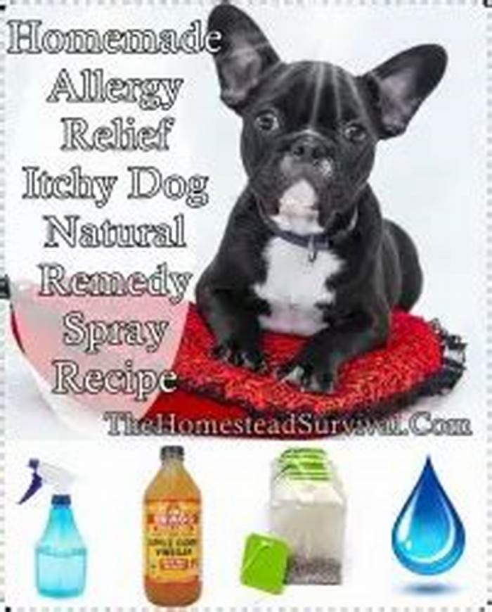 How do you make homemade dog allergy relief?