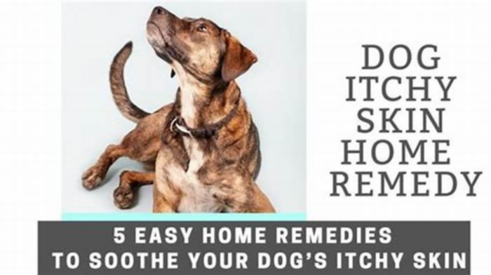 How do you soothe a dog's rash?