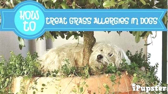 How do you stop grass allergies in dogs