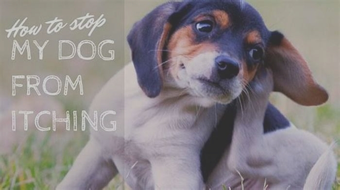 How do you stop your dog from itching and biting itself?