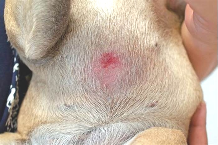 How do you treat a dog s belly rash