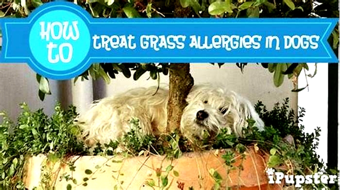 How do you treat grass rash on dogs?