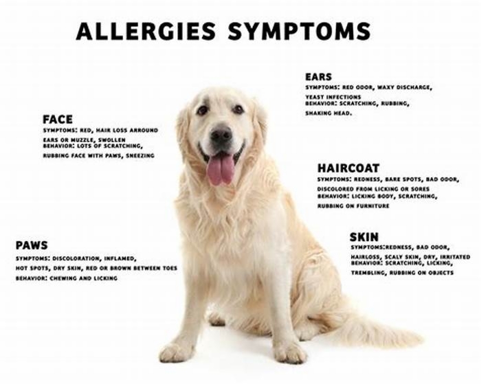 How do you treat skin allergies in dogs?