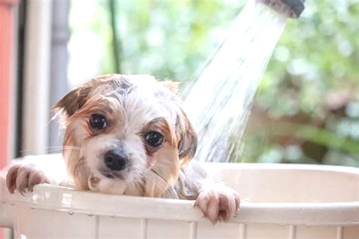 How do you wash a dog with skin allergies