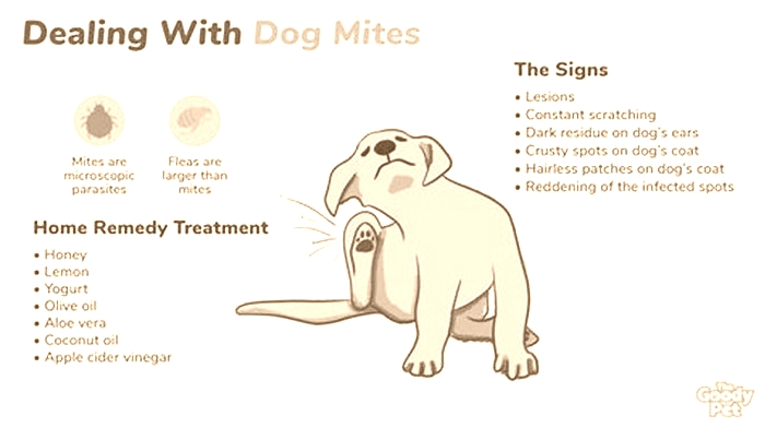 How long do dog mites live on humans?