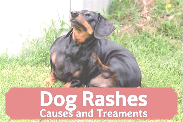 How long do dog rashes last?