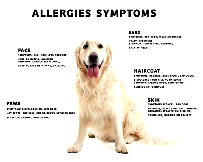 How long does dog skin allergy last?