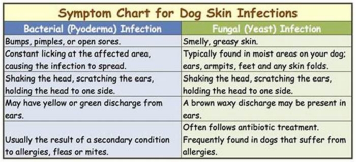 How long does dog skin fungal infection take to clear up