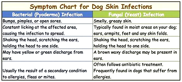 How long does dog skin infection last