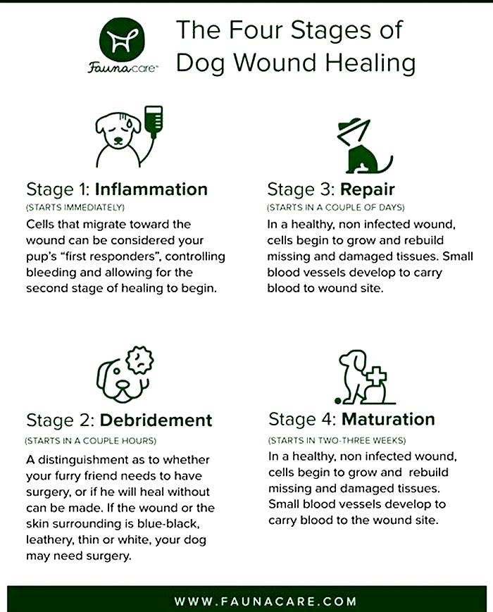 How long does dog skin take to heal