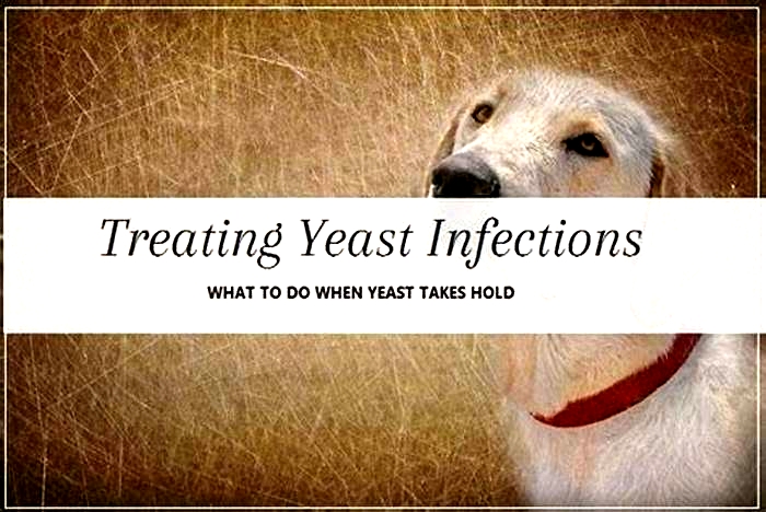 How long does it take for a dog s yeast infection to go away