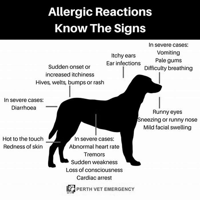 How long does it take for a dog to get over an allergic reaction?