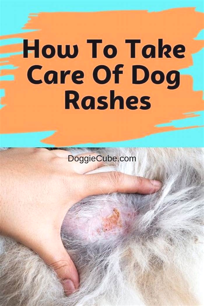 How long does it take for dog rash to heal?