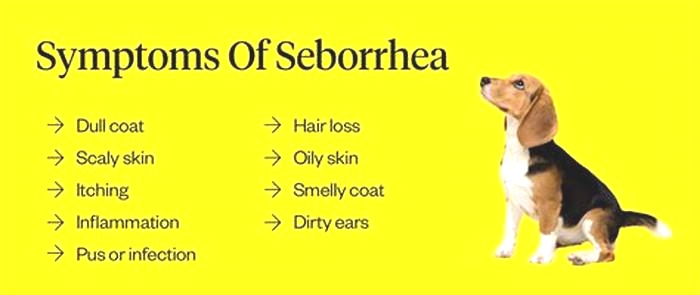 How long does it take for seborrhea to go away in dogs?