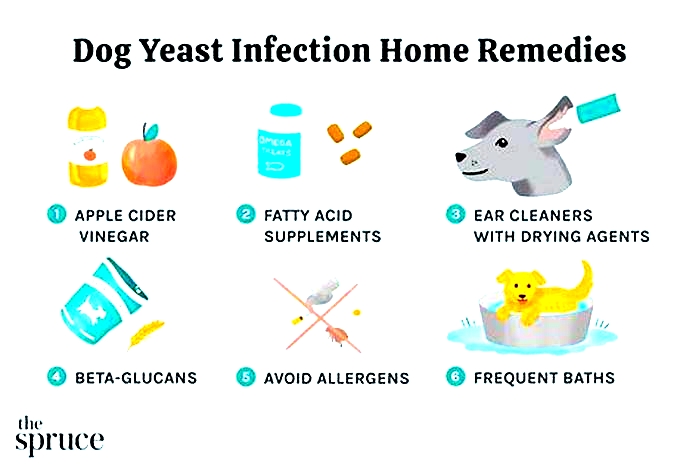 How long does it take to get rid of yeast on a dog