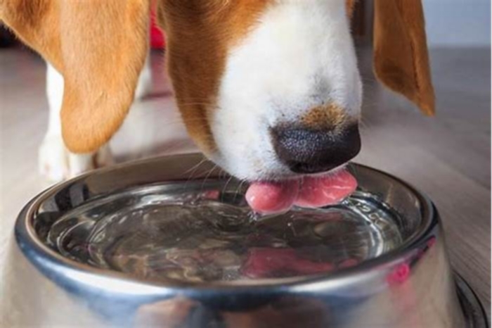 How many days can a dog go without a bath?