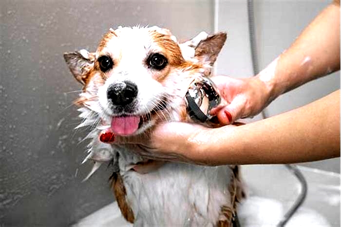 How many times a week can I bathe my dog?