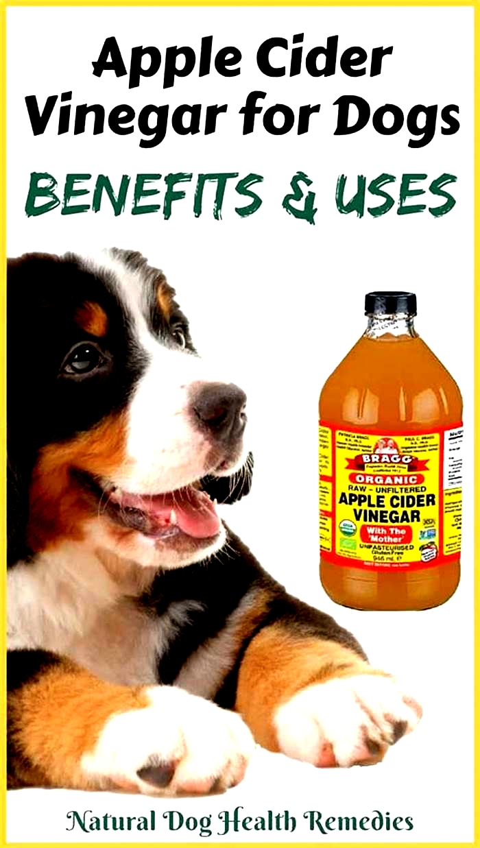 How much apple cider vinegar should I give my dog for yeast infection