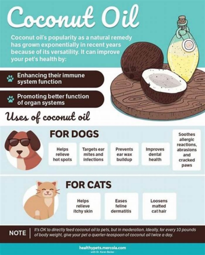 How much coconut oil is safe for dogs