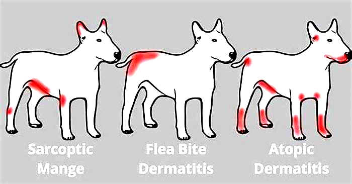 How much itching is normal for a dog?