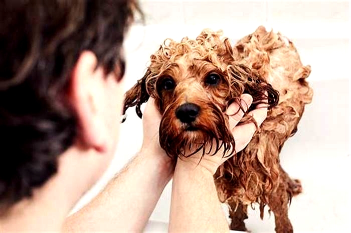 How often can I give my dog a flea bath?