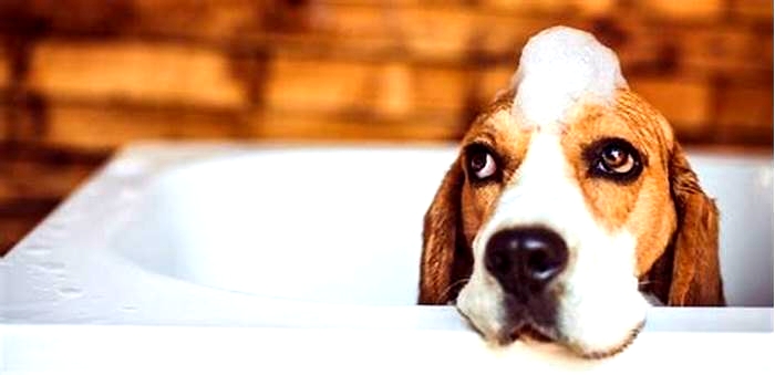 How often do dogs really need baths?