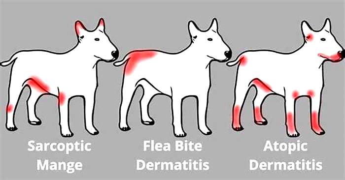 How often is normal for a dog to itch