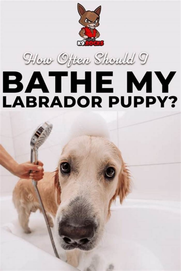 How often should I bathe my Labrador