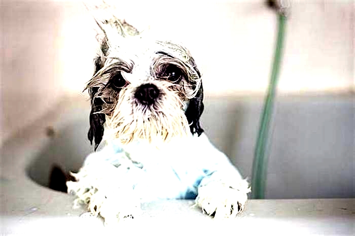 How often should I bathe my Shih Tzu?