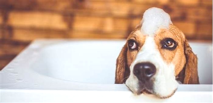 How often should I bathe my dog to get rid of fleas