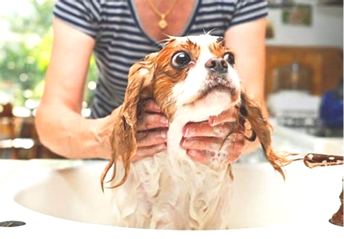 How often should I bathe my dog with itchy skin