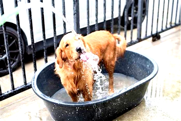 How often should I bathe my golden retriever