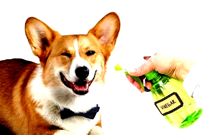 How often should I spray my dog with apple cider vinegar?