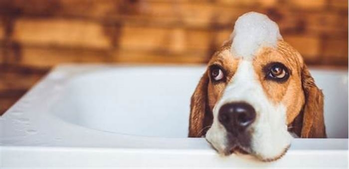 How often should you bathe a yeasty dog?