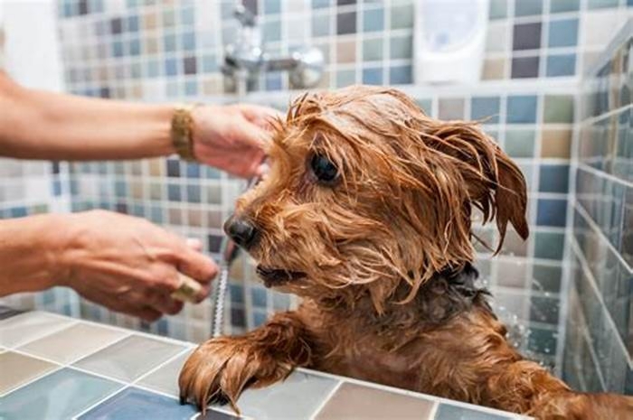 How often should you wash a dog with skin allergies?