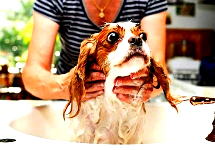 How often should you wash a dog with skin problems