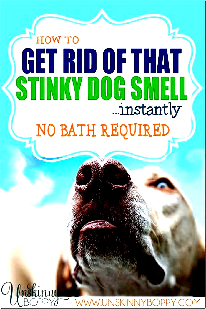 How to clean a smelly dog?