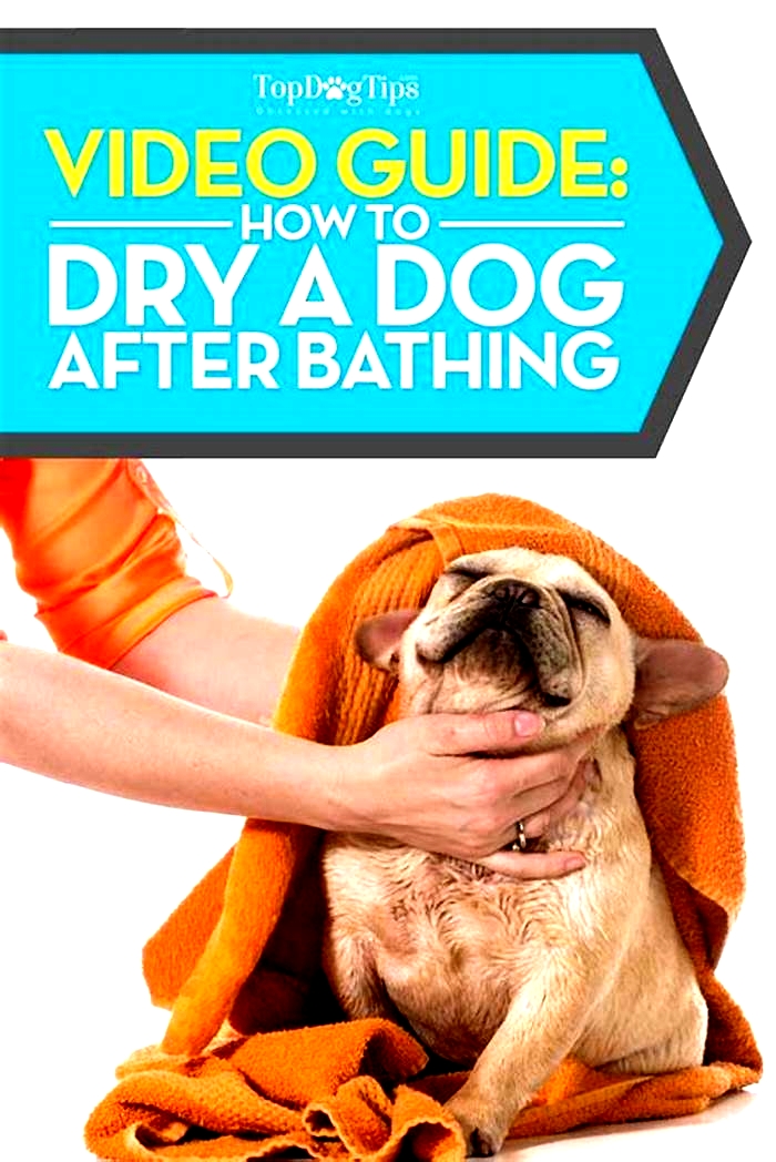 How to dry a dog after a bath?