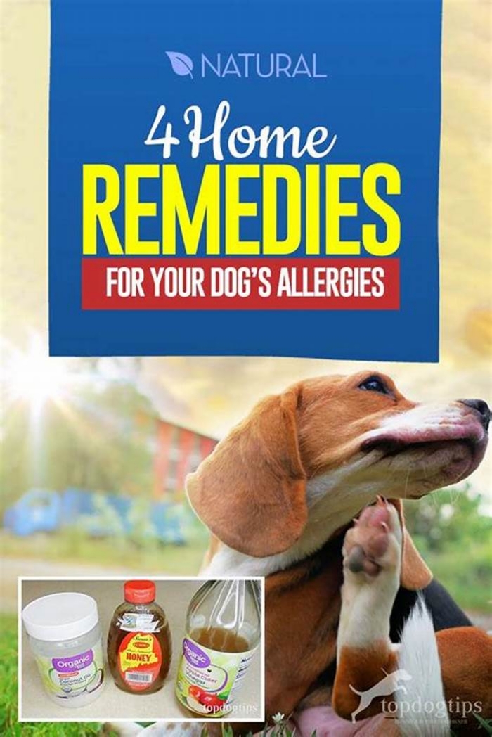 How to get rid of dog allergies naturally?