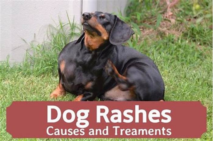 How to get rid of dog rash