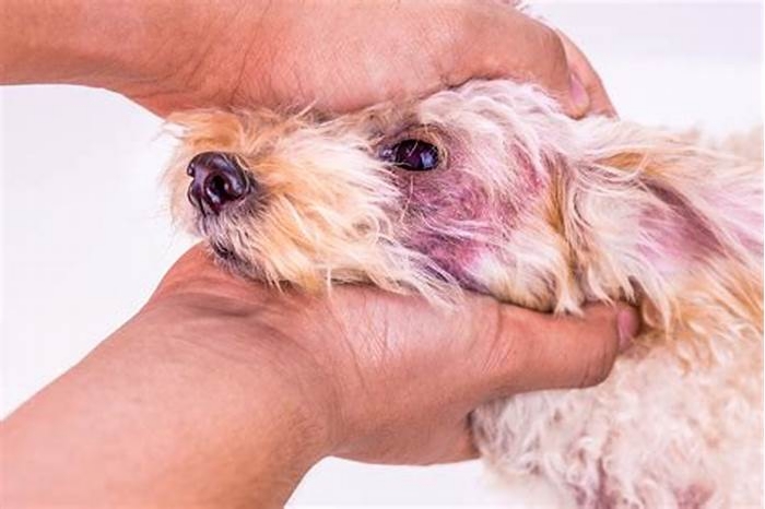 How to get rid of fungus on dogs' skin?