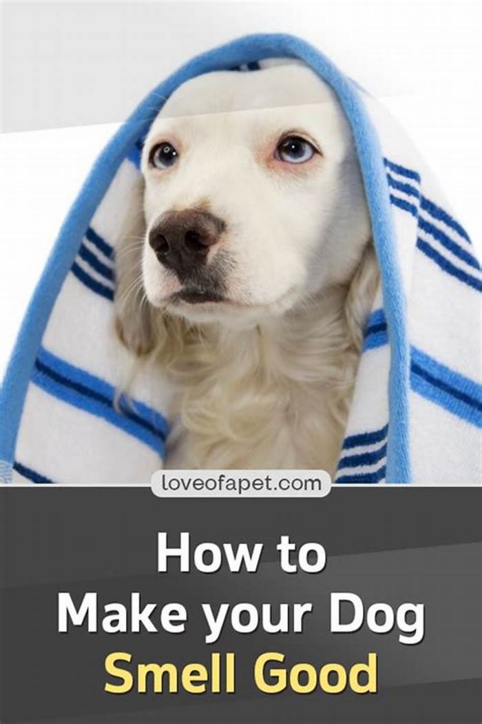 How to keep a dog smelling good