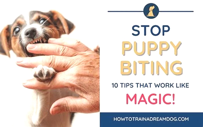 How to relieve dog biting paws