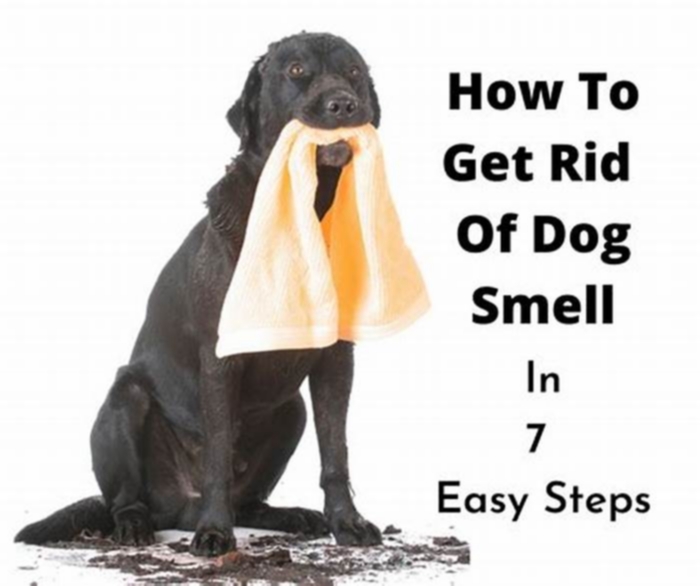 How to stop a dog from smelling